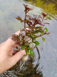 Ludwigia palustris